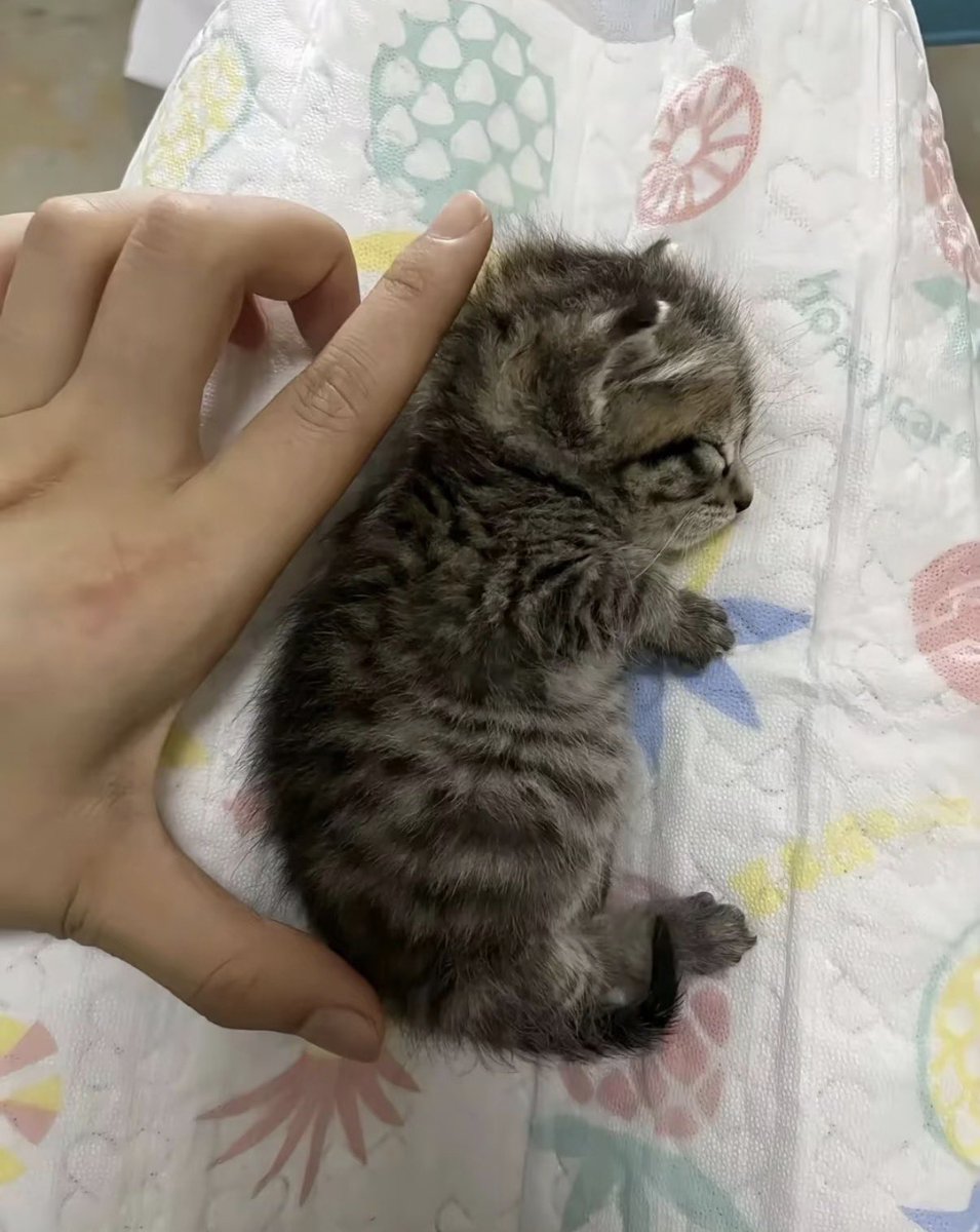 twaniimals's tweet photo. https://t.co/M43S5F67PE