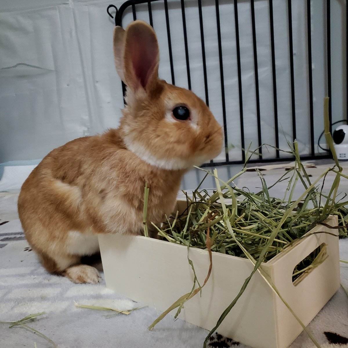 mmmchiez's tweet photo. 牧草入れに両手突っ込んで草食べてるのかわいい https://t.co/9NyzCt9jnE