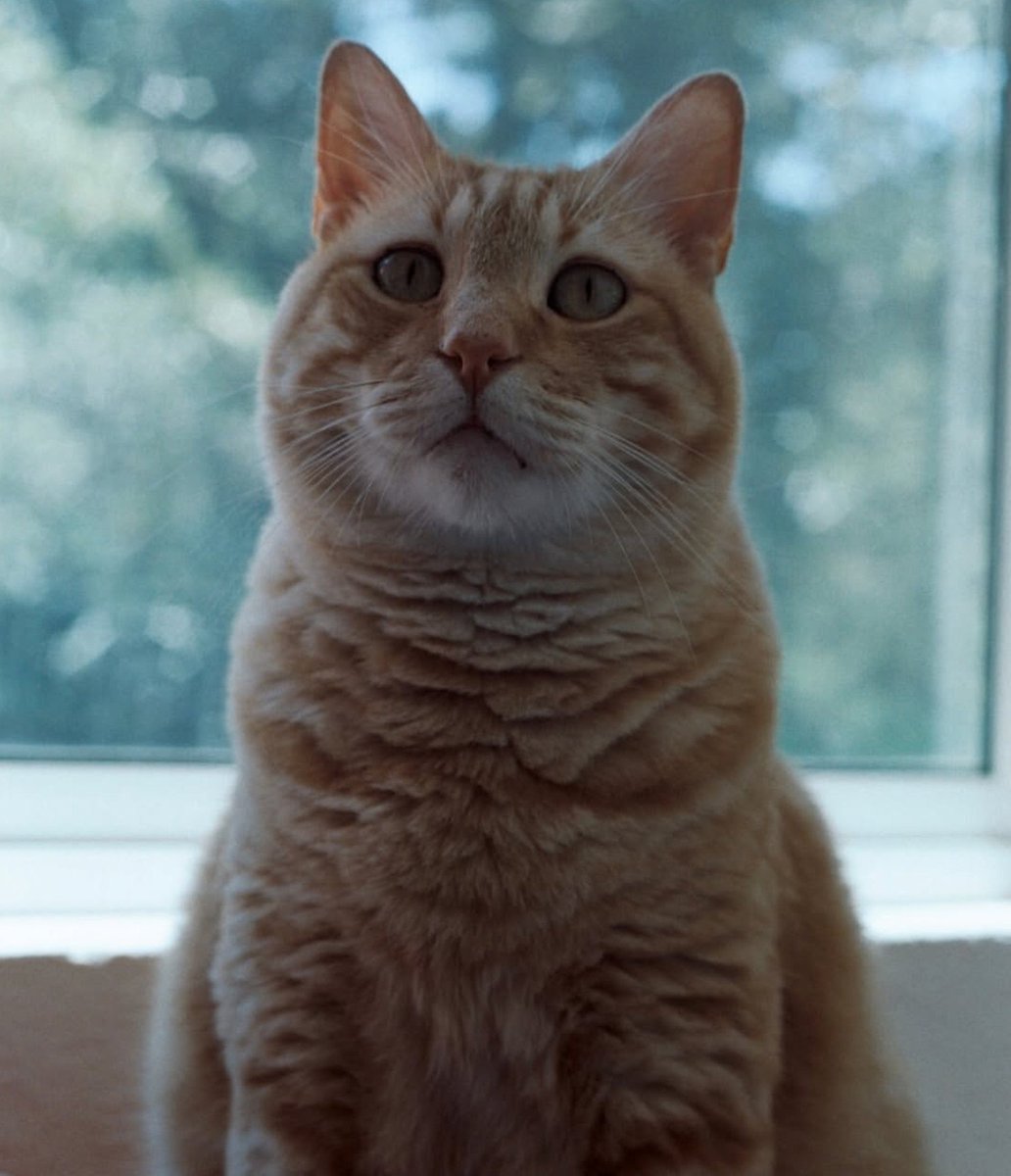 LaferteCharts's tweet photo. Descansa en paz Eulalio💔

El gatito que acompañó a @monlaferte por 12 años ha fallecido. Mucha fuerza Mon, seguro se reencontrará con sus hermanitos Tyson y Macario 🫶 https://t.co/vQRBmO3ws7