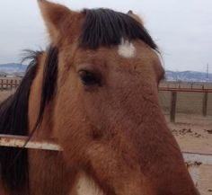 starlightssw's tweet photo. as vezes eu me sinto esse cavalo com a franja toda torta e fodida https://t.co/ayg3HIDzO2