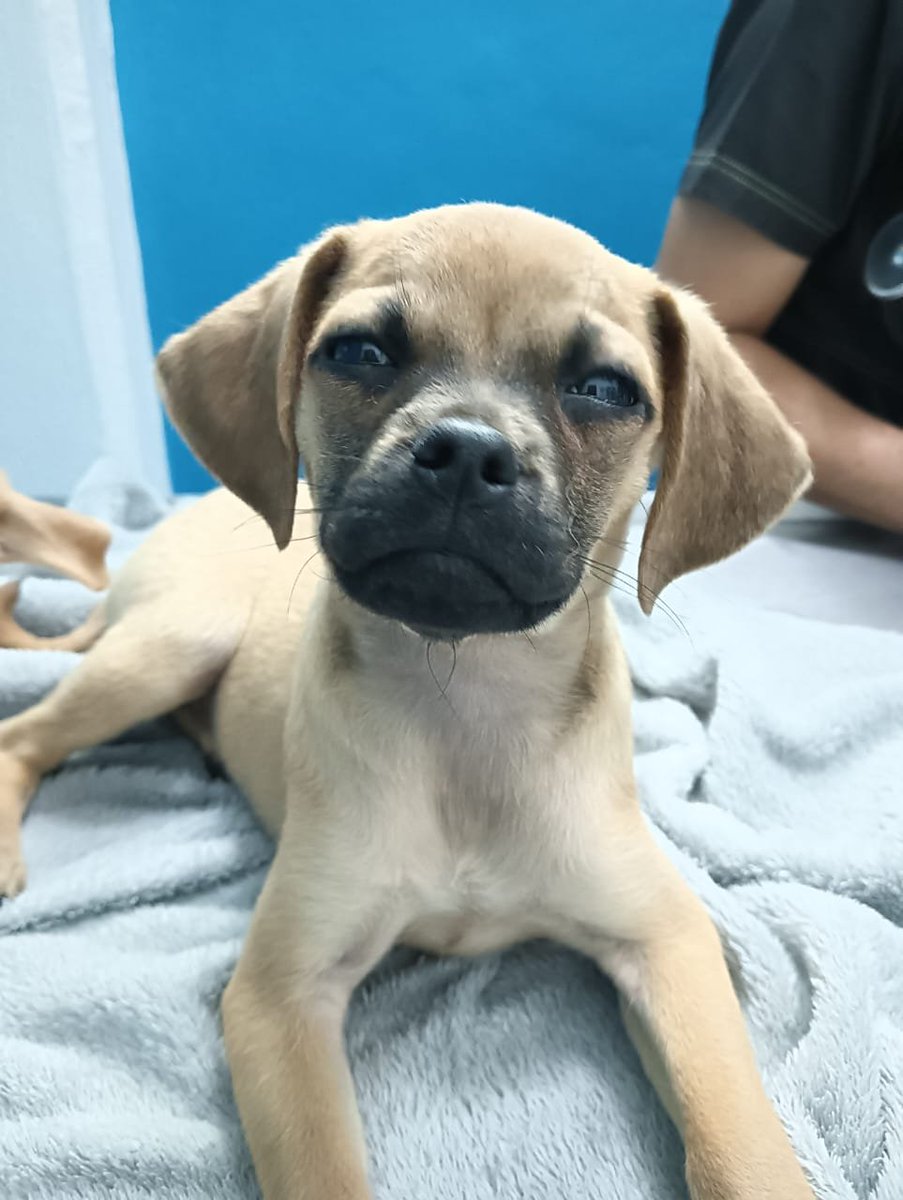 VIBRAmascotas's tweet photo. Son unos chaparritos bien hermosos , tienen 2 meses de edad aprox, ya tienen su primer vacunita 
Están buscando familias responsables, son talla chica
Hay un machito y una hembra 
Son amigables con otros perros 
Juguetones como buenos cachorros 
Anímate 
Wats 5548724347
#cdmx #adopcionresponsable