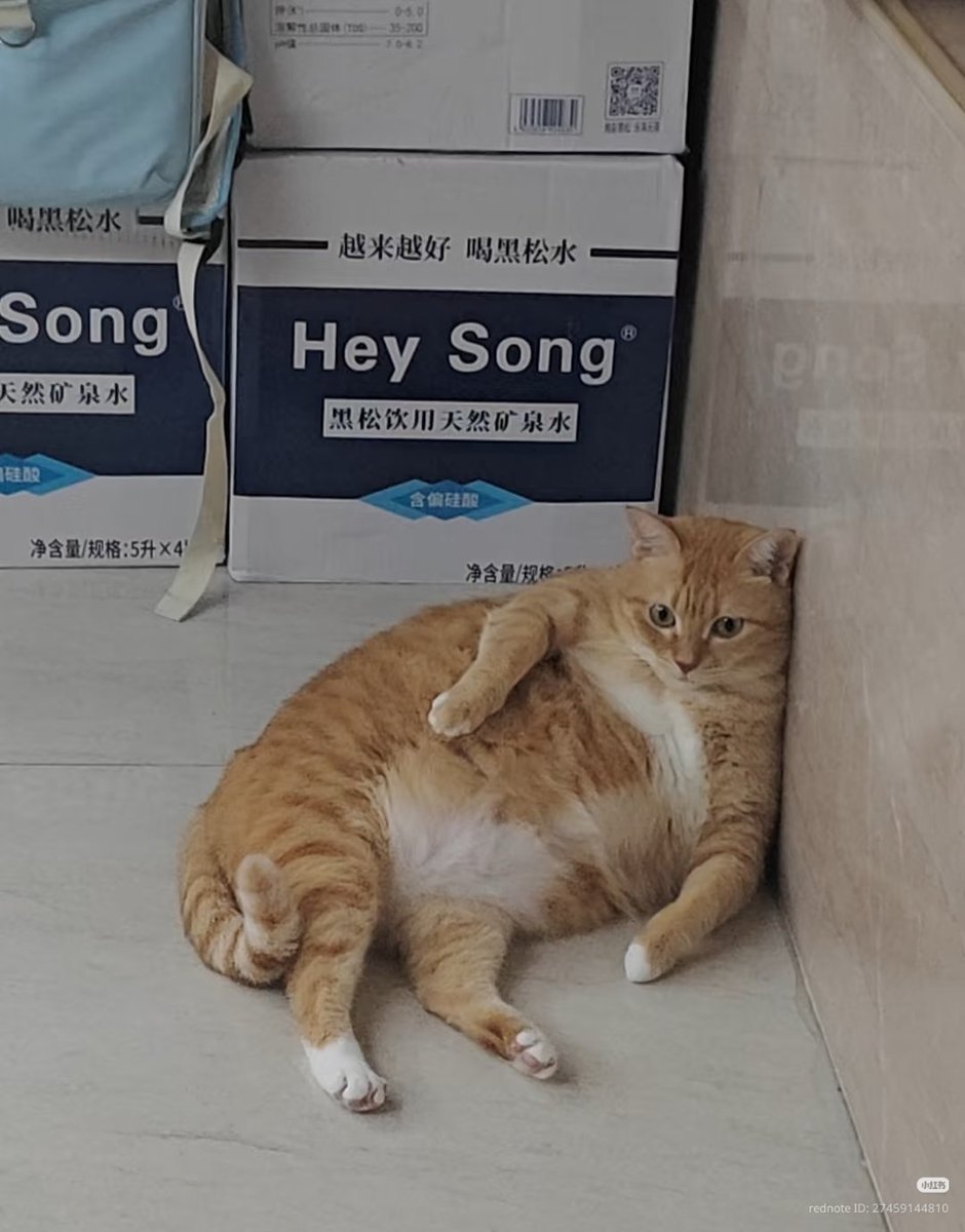 nocontextscats's tweet photo. https://t.co/zQ6W0Cm4LZ