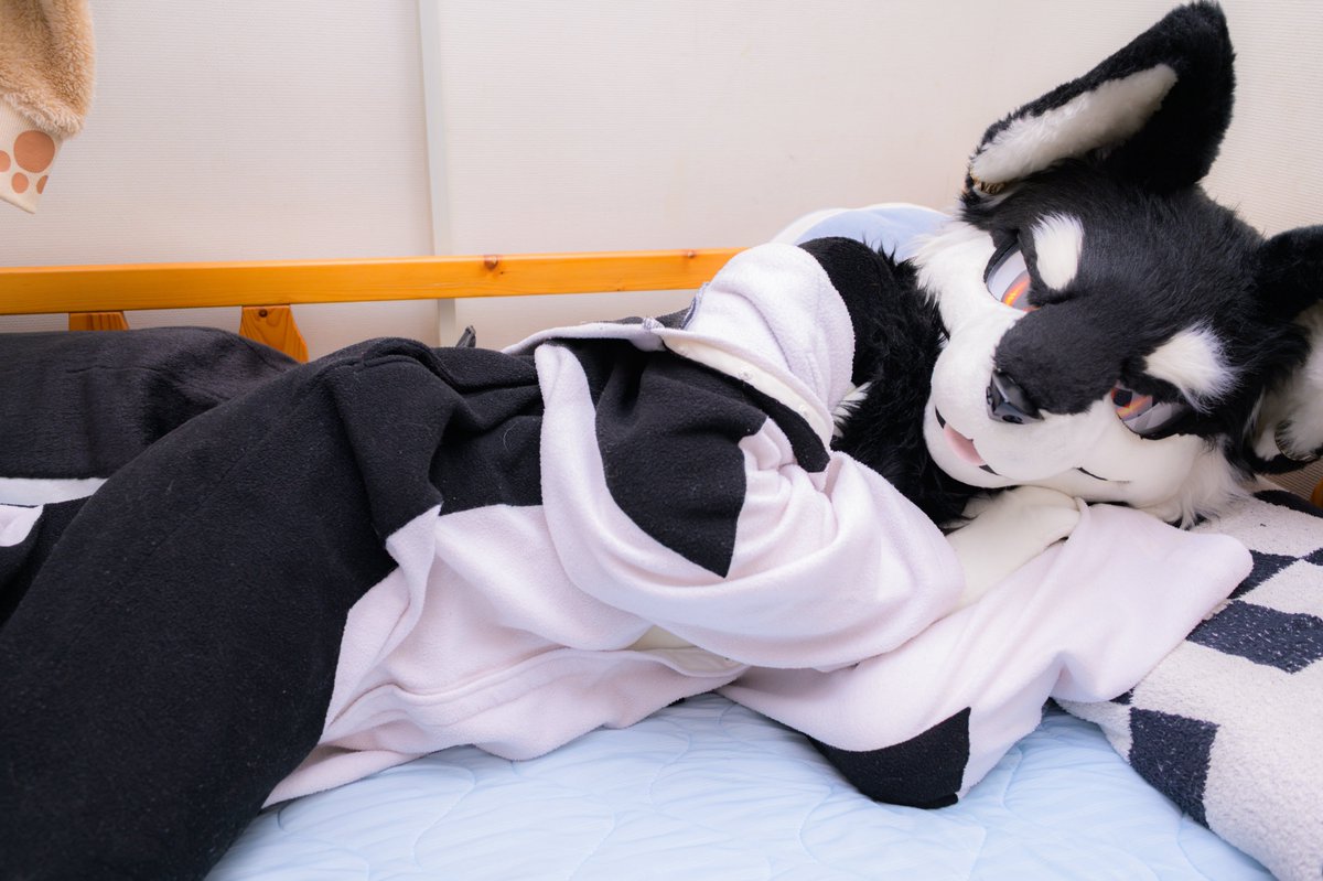 Parisian621's tweet photo. #FursuitFriday 
一緒に寝る？🛏️ https://t.co/UnBPSxJ23e