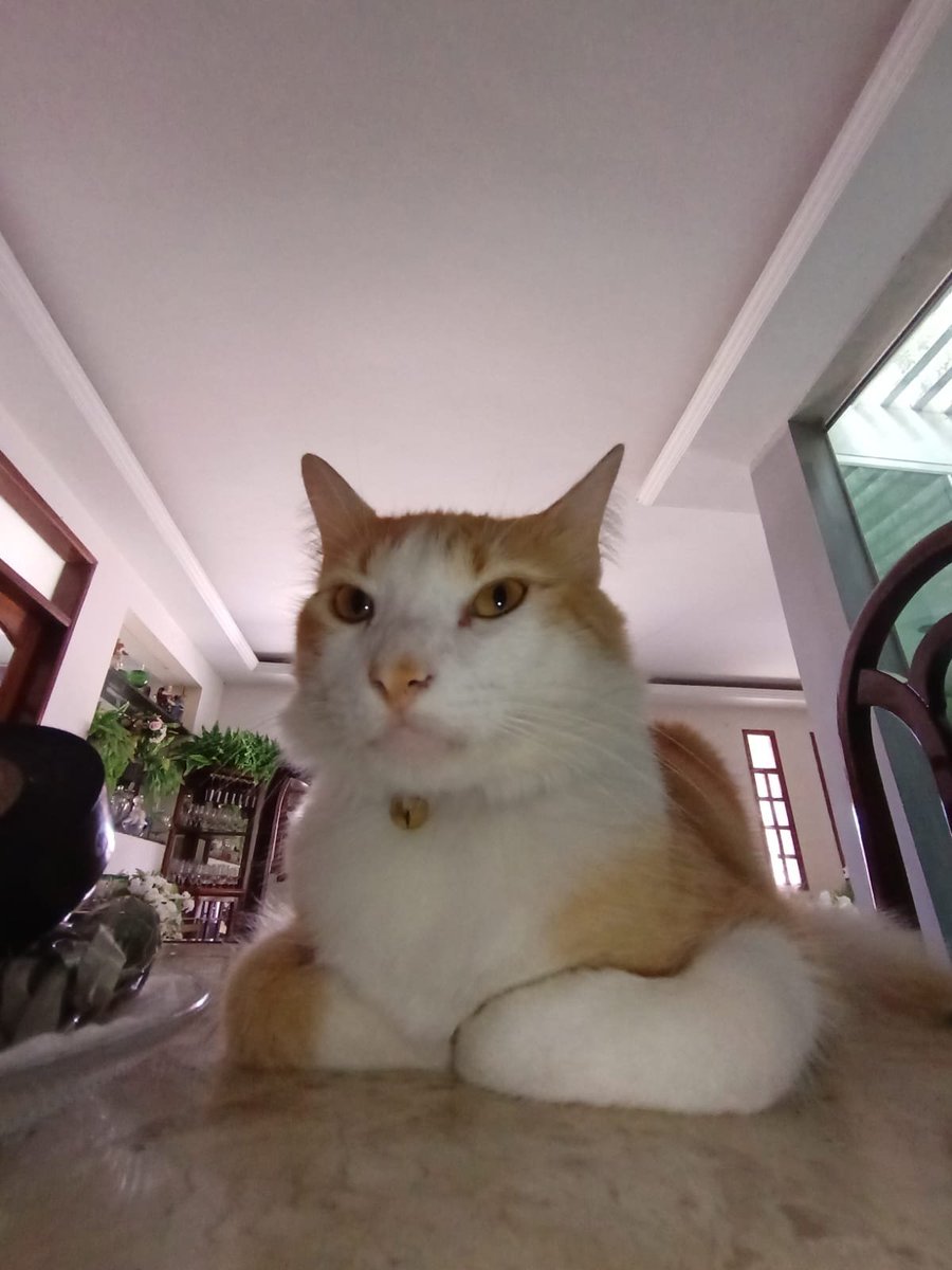 cr_0w10's tweet photo. 2 anos do meu mestre Elvis https://t.co/EIa6OanjdC