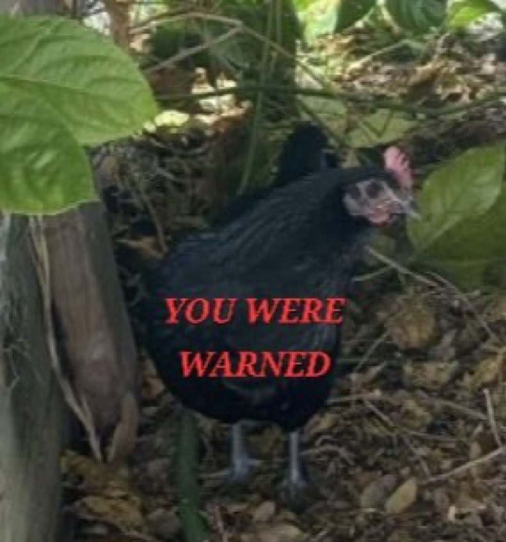 AuronMacintyre's tweet photo. @David_J_Bier I would normally present an argument but since you couldn’t be bothered to do so I will instead ratio you with a picture of my adorable chicken https://t.co/mSaDrf1FOj