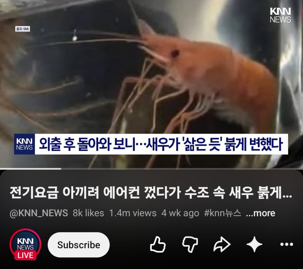 eomcoertis's tweet photo. Martin chronically online ass 😂😭 

Martin said he saw something online about someone having a pet shrimp at home during hot season, like they were raising the pet shrimp at home and the owner forgot to leave the AC on when they went out, so when the owner came back home... the shimp got cooked LMAOOO 😭😂 

🐢: that's sad
🦔: right?! But the people who commented on that post were so mean... 
🦔: the comments are like "Today's meal is fried shrimp." ㅋㅋㅋㅋㅋ

PLEASE 😂😭 also this is the video he was talking about! 

https://t.co/nIzJGi6tFX