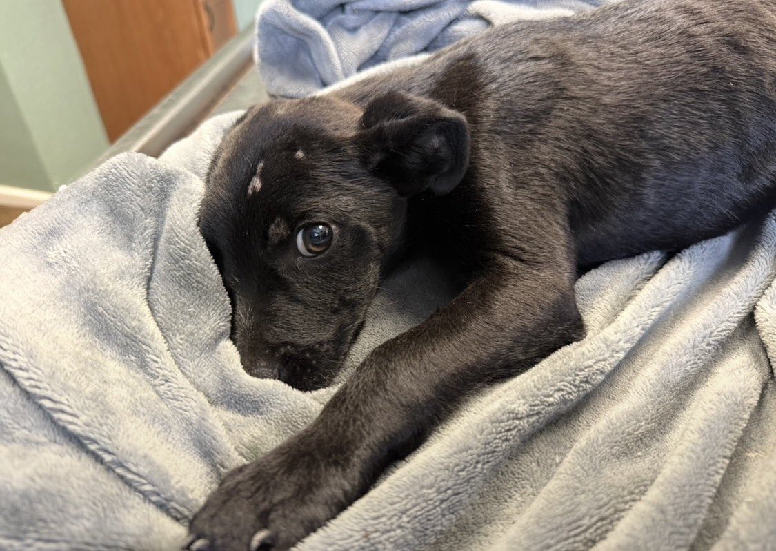 LolaPatolla's tweet photo. Remember Buttons? Found in a ditch abandoned with a broken leg?
Now Doc, his mom checked in!
He had his first pup cup, finished training classes and loves cheese! 🫣♥️ https://t.co/1CBK54NmeC