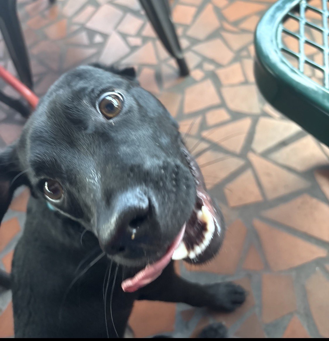 LolaPatolla's tweet photo. Remember Buttons? Found in a ditch abandoned with a broken leg?
Now Doc, his mom checked in!
He had his first pup cup, finished training classes and loves cheese! 🫣♥️ https://t.co/1CBK54NmeC