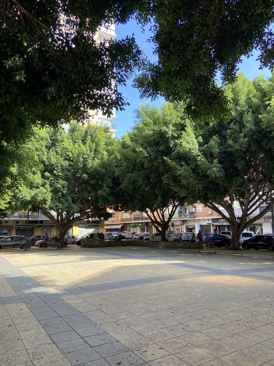 SoyLazarus_'s tweet photo. Queridos árboles de la plaza de la Paz. Procurad no quebrar ninguna rama. https://t.co/OBcfXvN6pd