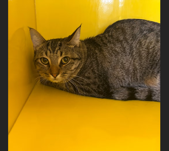 HollywoodDogs's tweet photo. JasPurr, a 1 1/2-year-old "independent little guy" at a full shelter in #Abilene, #TX, needs a forever home, a foster home, or rescue https://t.co/W9HiJ44p26 #URGENT #tabby #AdoptableCatofDay 🐱 https://t.co/3WblRZwdWz