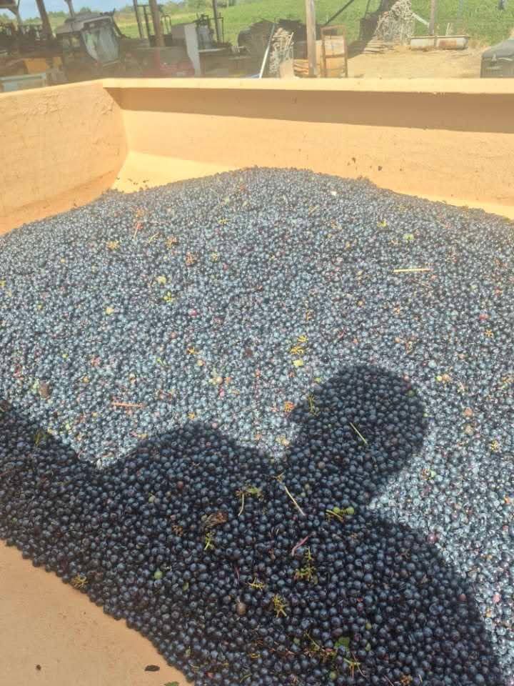 grandebougie's tweet photo. Et on continu encore et encore.
Dans la joie et la bonne humeur.
Une belle récolte.🍇
Millésime 2026.🍷
#SaintEmilion #Vendanges #Raisins #Vins https://t.co/h2znUDzkGg