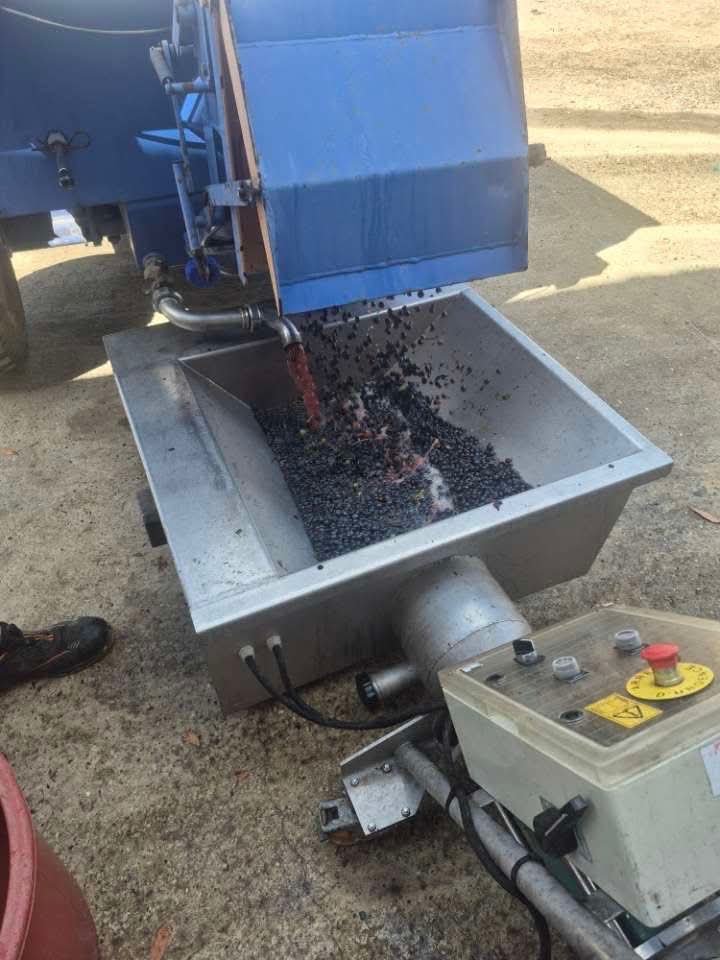 grandebougie's tweet photo. Et on continu encore et encore.
Dans la joie et la bonne humeur.
Une belle récolte.🍇
Millésime 2026.🍷
#SaintEmilion #Vendanges #Raisins #Vins https://t.co/h2znUDzkGg