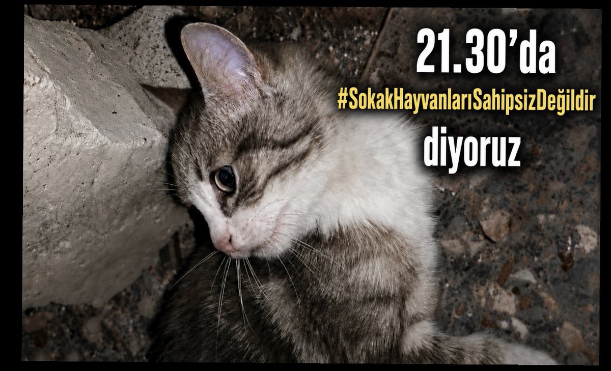 zeyno_citlembik's tweet photo. dokuz gün oldu yavru kedinin katilleri hala bulunamadı lütfen herkes destek olabilir mi #SokakHayvanlarıSahipsizDeğildir https://t.co/GUpQsGsmXz