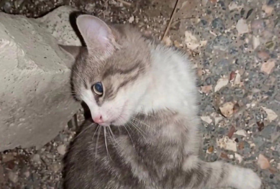 hhplatformu's tweet photo. Vahşice katledilen canımız için DİLEKÇE GÖNDERİM ORANI ÇOK DÜŞÜK (887!)‼️

Günlük gönderme limiti yok, istediğiniz sayıda gönderebilirsiniz dilekçeyi. 

Bugün 9. Gün ve katiller hala yakalanmadı‼️

DİLEKÇEYİ LÜTFEN HER GÜN GÖNDERELİM VE PAYLAŞALIM, sadece 1 dk sürüyor.

(Yoruma ayrıca CİMER dilekçesini de ekliyoruz, instagram kanıt linkini mutlaka ekleyin (yarım kopyalamasın), CİMER’den EMNİYET’e gönderilecek)

——————
📣Sosyal Medyada İşkence Edilerek Katledilen Kedinin Failleri Bulunsun, En Ağır Cezayı Alsın!

Bu dilekçeyi göndererek ve dilekçe kampanyasını paylaşarak bana destek olur musun?🙏 

https://t.co/kVC4Yq0vIO