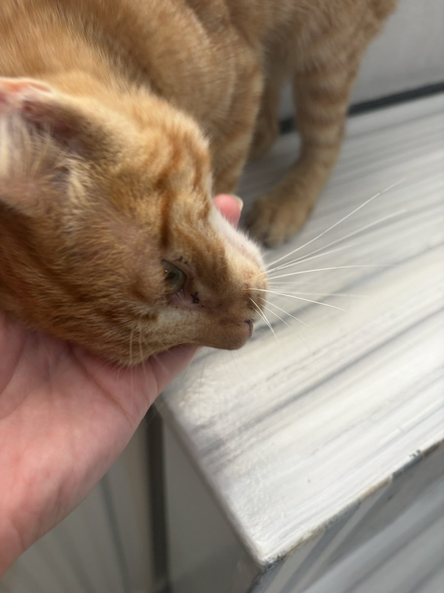 minnakmandalina's tweet photo. Bu sevgi Portakalı Erkek, tahmini olarak 6 aylık civarında. Bahçede bulunmuş.  Evinizin neşesi olmasın mıı??? 🍊 🍊 ✨
İstanbul/Beylikdüzü‼️
İletişim: @hahahihihohohm https://t.co/qwdhoZaPYh
