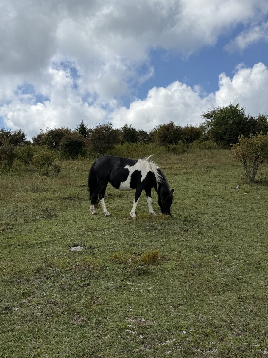 RinnKimmichi's tweet photo. I ain’t gone hold you twin, these mfs scary as hell! #horse #country #farm #hike #mlm #gay #chudai #men #nc #va https://t.co/04df2AwXXn