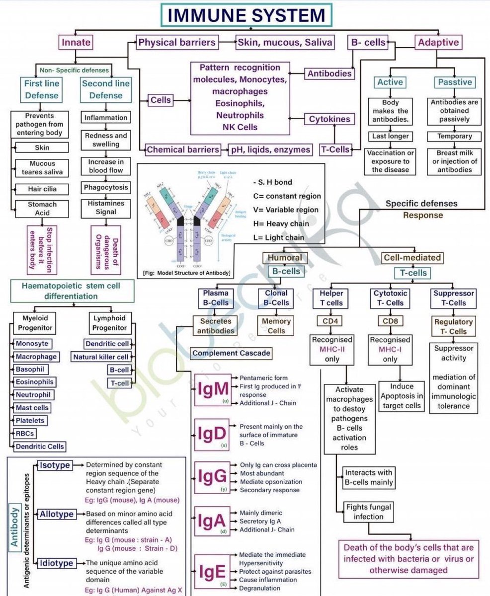 abdulhamid_199's tweet photo. اللي في السنوات الاولى من التخصصات الصحية
 جبت لك ملخص عن  ( Immune System ) 

موضوع مهم جدا 
واذا فهمته راح يختصر عليك الكثير في السنوات القادمة

احفظه عندك https://t.co/WbQ1flOpAd