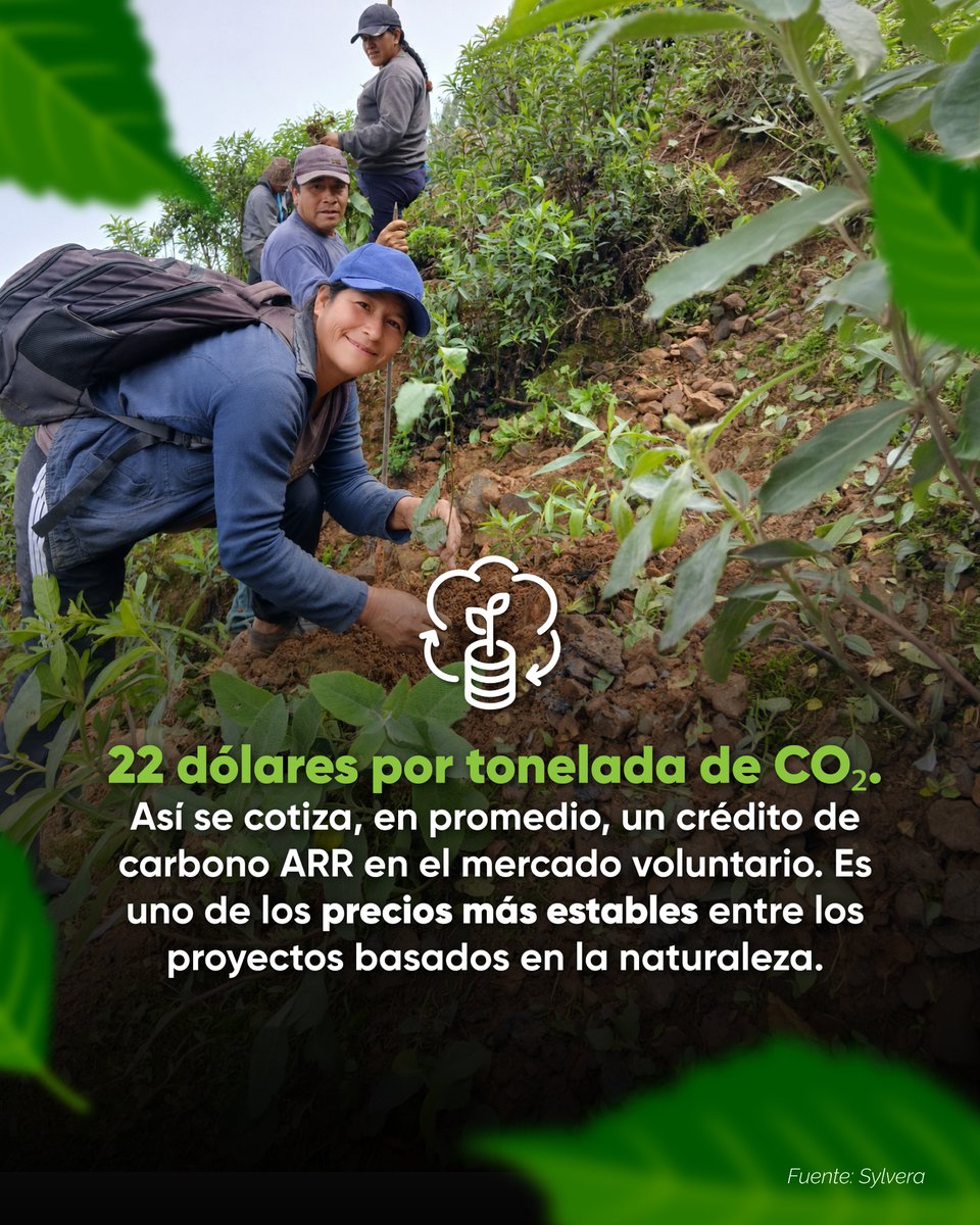 Paskaybosques's tweet photo. 🌳 Reforestar es invertir en vida, agua y futuro. 🌱💧
Bosques restaurados significan biodiversidad, resiliencia, empleo y oportunidades para una economía sostenible. 🌎 https://t.co/elI6XeNqnF