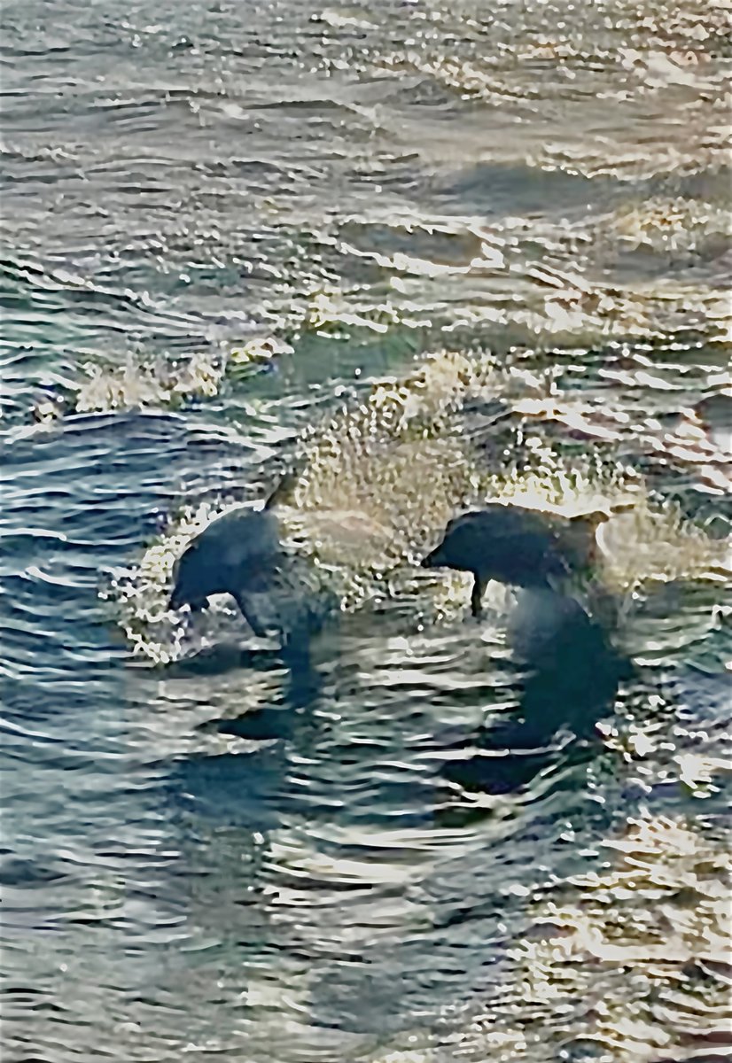 CircletHalo's tweet photo. Dolphins 🐬 are amazing creatures. The feelings you get when you see them jumping in and out of the ocean is pure excitement. I just love watching them, and by the sounds from everyone else, they do too !! https://t.co/SfEtijRZxg