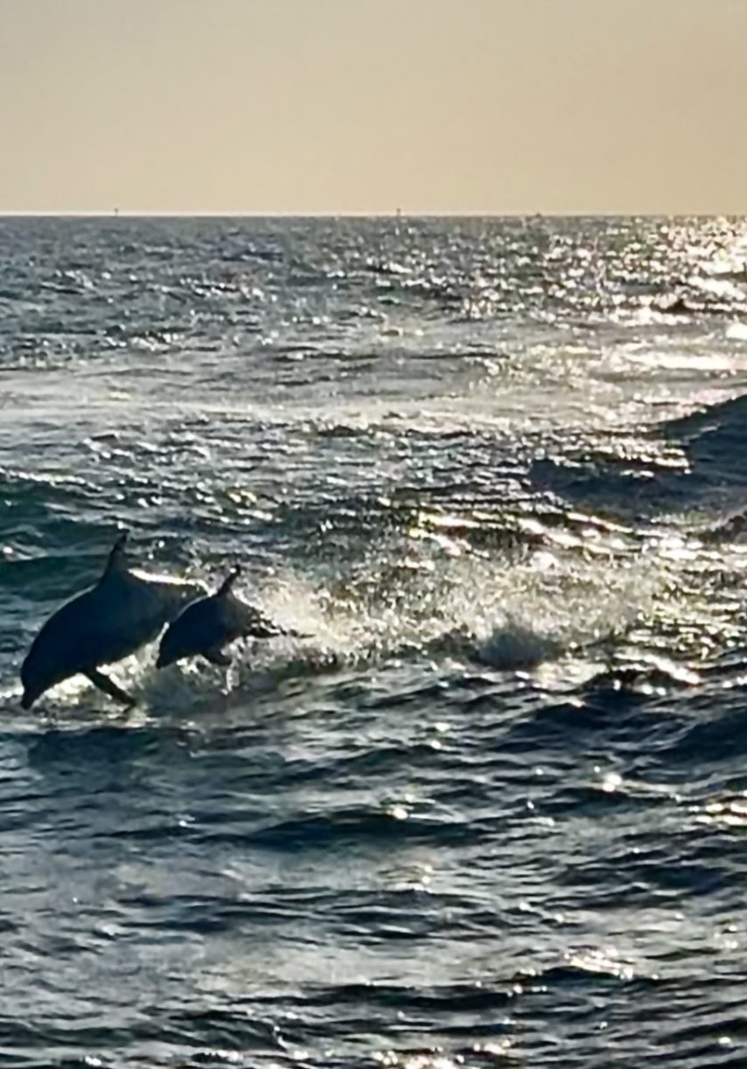 CircletHalo's tweet photo. Dolphins 🐬 are amazing creatures. The feelings you get when you see them jumping in and out of the ocean is pure excitement. I just love watching them, and by the sounds from everyone else, they do too !! https://t.co/SfEtijRZxg