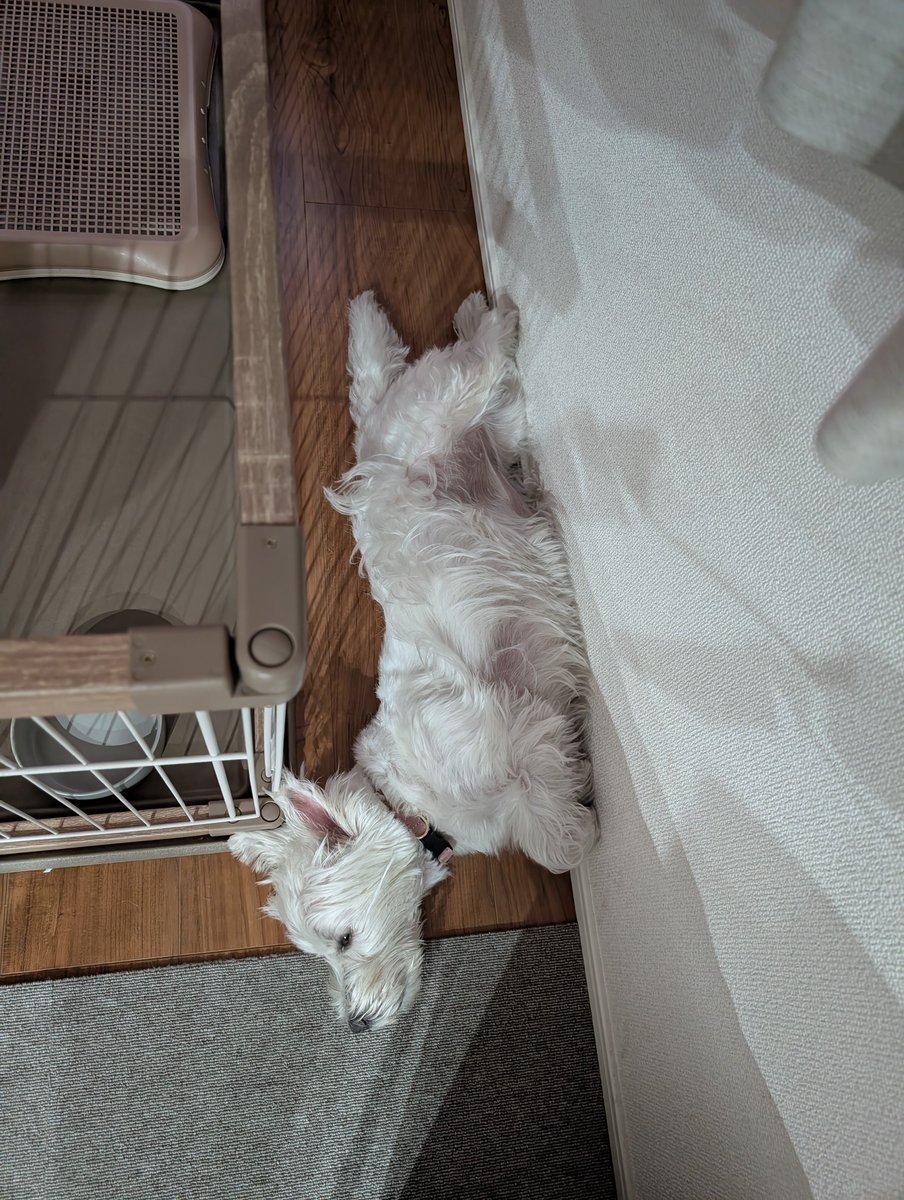 bikkurigarden's tweet photo. 明日の事を考えてたらもうこんな時間🫠
愛犬を眺めながらお酒飲も🍺

#西浦和に集まるにゃ
#寝相悪いにゃ
#ハイボールうまいにゃ https://t.co/92WfLd5QvO
