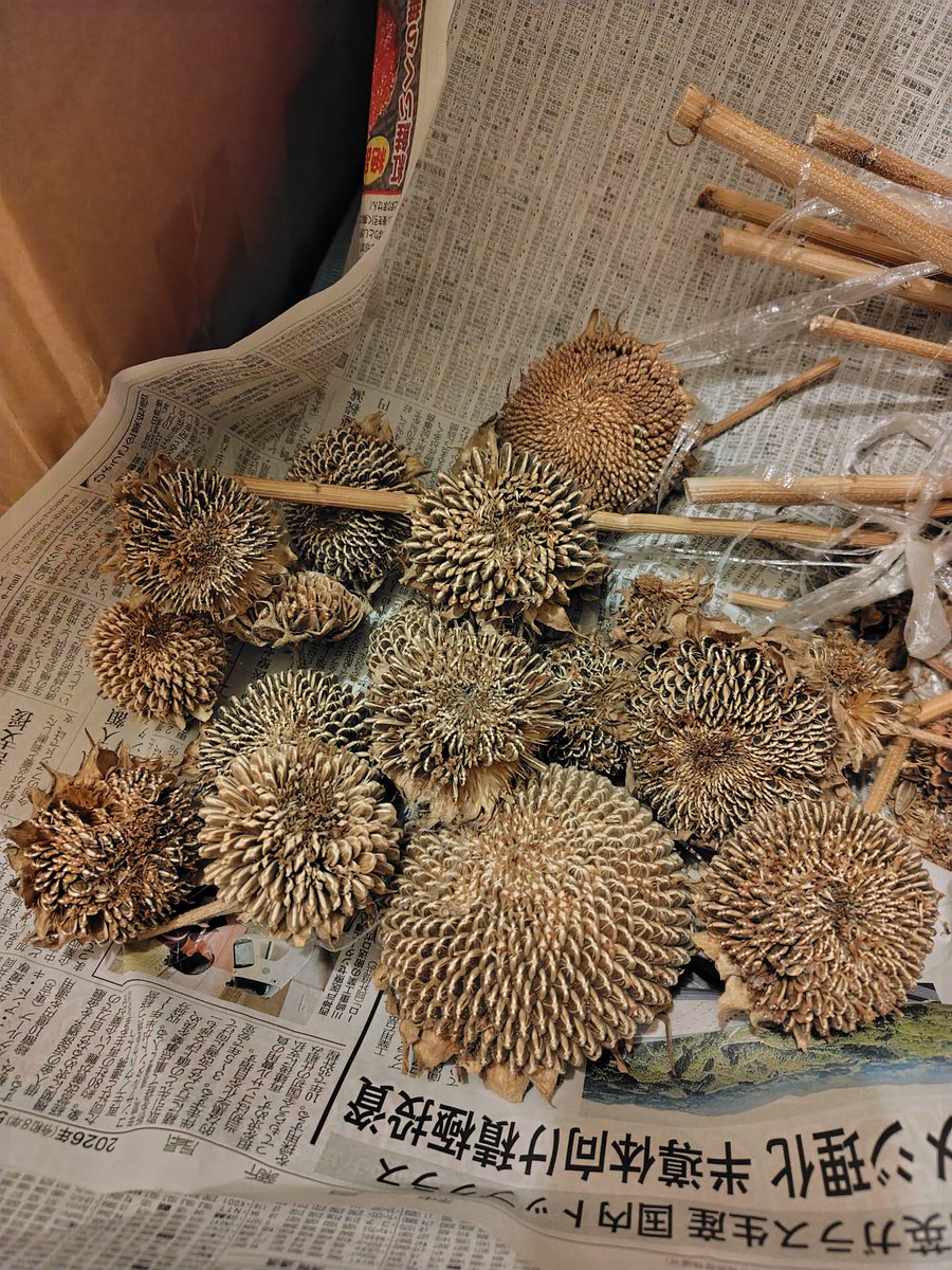 kujo_rat's tweet photo. 集合体恐怖症の飼い主ゾワゾワしながらひまわり解体作業しました🫨
🐭に１つぶぐらいあげたかったな〜 https://t.co/AjgFrVqcVr