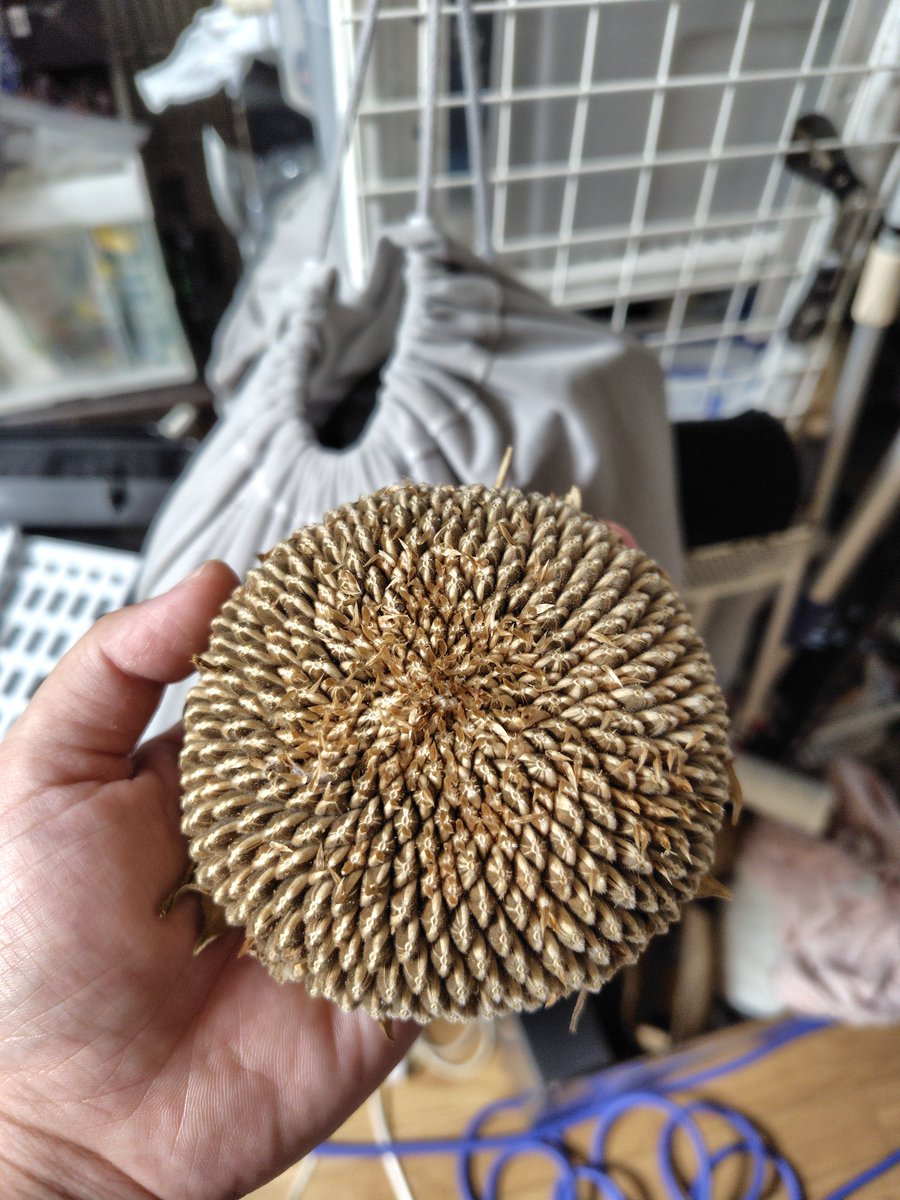 kujo_rat's tweet photo. 集合体恐怖症の飼い主ゾワゾワしながらひまわり解体作業しました🫨
🐭に１つぶぐらいあげたかったな〜 https://t.co/AjgFrVqcVr