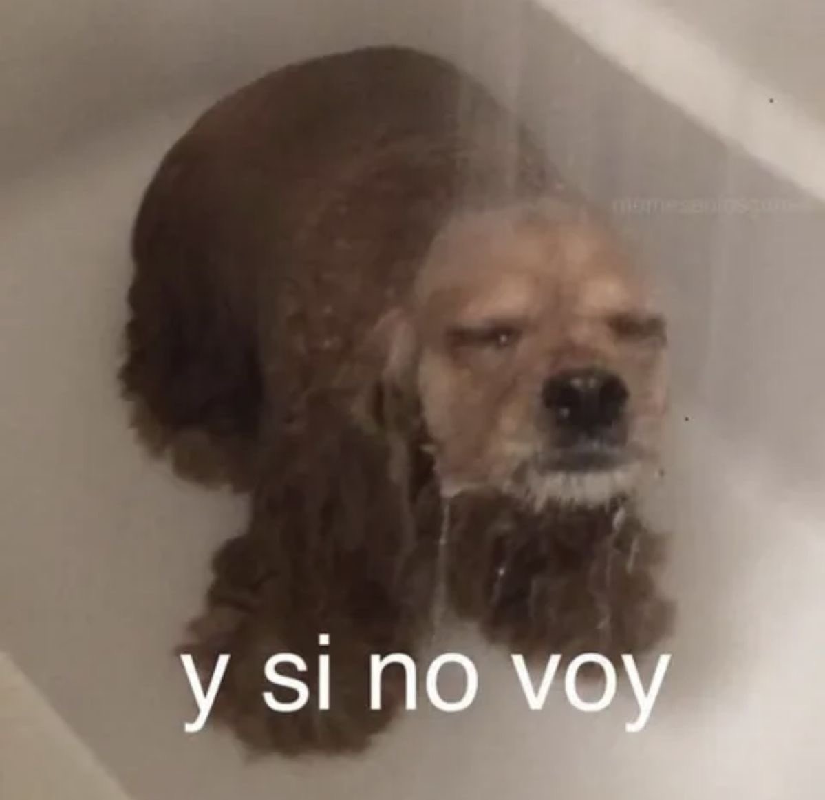 cachetitosdpan's tweet photo. Yo ahorita pensando en si ir solamente a dos horas 😞 https://t.co/5TrVG2myka