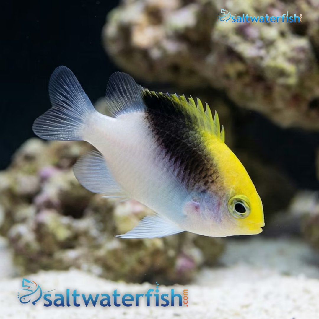 SaltWaterFishCo's tweet photo. 🐠 Rolland’s Damsel — Small Fish, Big Personality! 💙✨
Add vibrant color and lively energy to your saltwater aquarium with this beautiful damsel!
👉 Explore now: https://t.co/o8iwhBf14r
#RollandsDamsel #DamselFish #SaltwaterFish https://t.co/QZtYMKMRDW