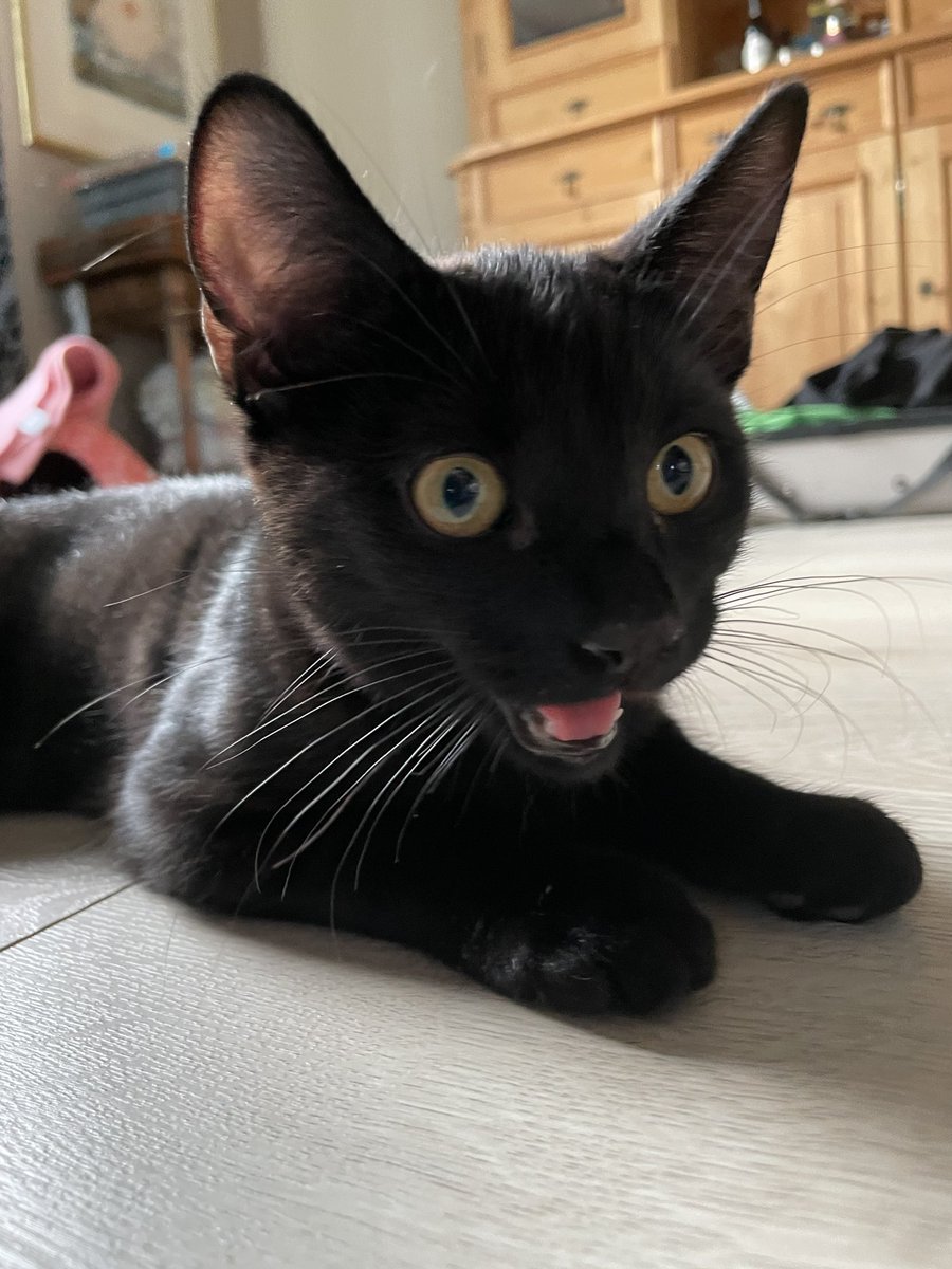 SIOB4N's tweet photo. i can't believe i forgot to show off my new cat. everyone say hello to james https://t.co/0c5aRBYemI