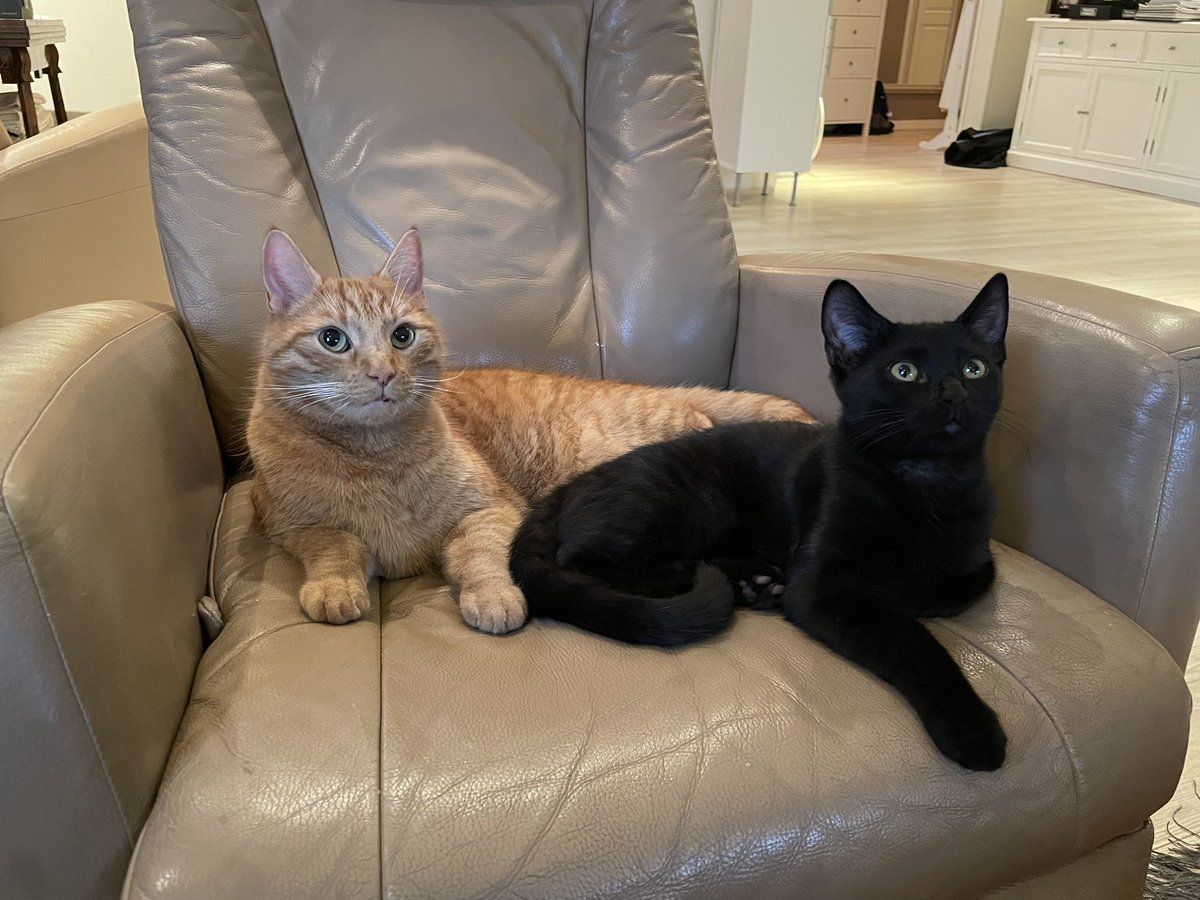 SIOB4N's tweet photo. i can't believe i forgot to show off my new cat. everyone say hello to james https://t.co/0c5aRBYemI