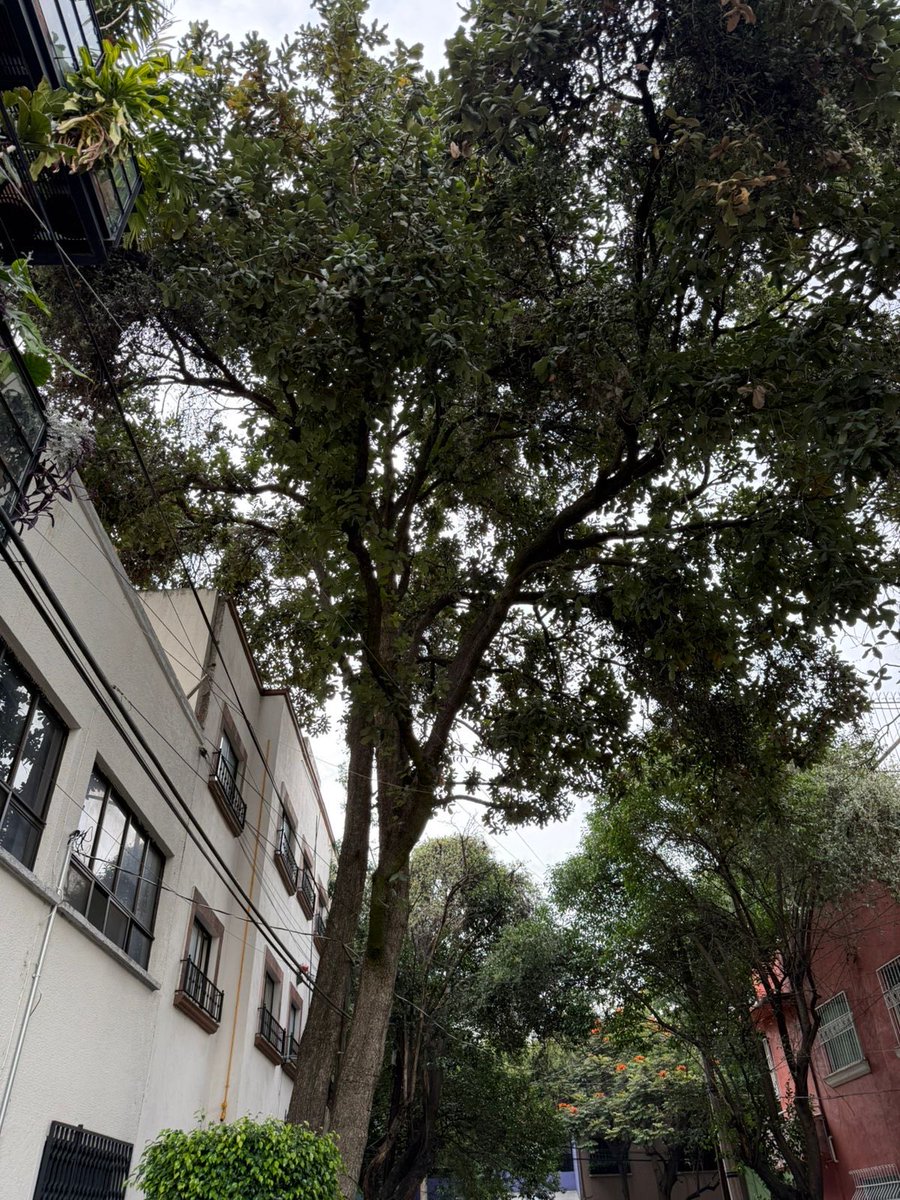 MaxtaGlez's tweet photo. Se solicita #GestionUrgente en la colonia @RomaSur1 @RomaSur06760 @RomaSurIIVecino poda de árbol en la calle Coatepec 5. Folio SUAC -2608274598180.  Este folio está reabierto ya que no han acudido @quetzal_cm @AlessandraRdlv @AlcCuauhtemocMx @pcacuauhtemoc https://t.co/E3aunH5iD4