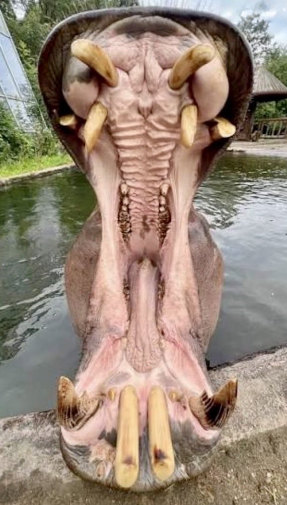 JoshWest247's tweet photo. Cybercab is inspired by nature! 🦛 
Well done @robotaxi https://t.co/ZH3UrtCXDI