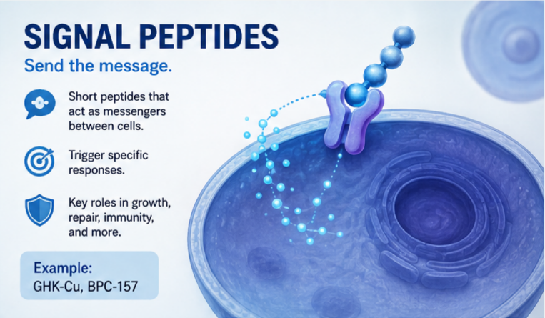 Stacytreadaway2's tweet photo. Signal peptides guide proteins to the right destination. Carrier peptides help deliver molecules. Neuropeptides act as messengers in the nervous system.
Different roles. Different mechanisms. One fascinating peptide world. 🔬
#Peptides #PeptideScience #Biotechnology https://t.co/BryxHiEfx5