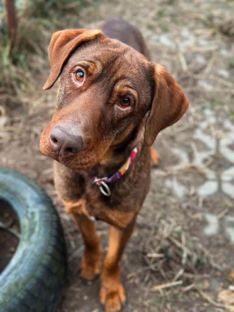mal_land_'s tweet photo. IMBIR SZUKA DOMU! 🤎🐾
Wyżełkowaty, zrównoważony dzieciak. Ładnie chodzi na smyczy, lubi spacery, pieszczoty i inne psy.
 Wiek: ur. 06/2023 | Waga: ok. 28 kg
 Rasa: w typie wyżła węgierskiego
📞519 615 975
✍️ FotoKorabiewice VIVA

https://t.co/UShwhcFuxL https://t.co/hv4ePbYc51