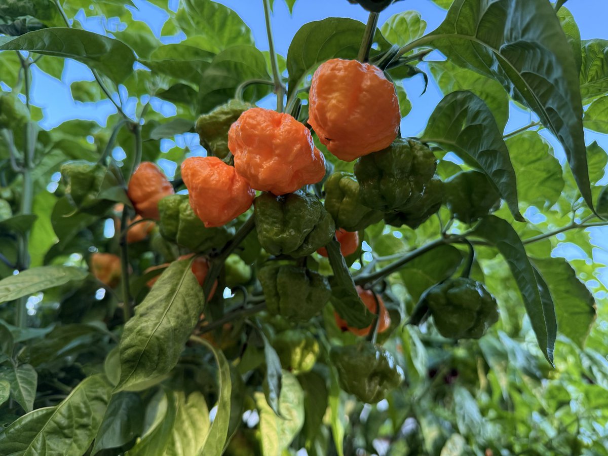 HabaneroHarman's tweet photo. We keep that 🔥🔥🔥 https://t.co/4pkAoxvUyp