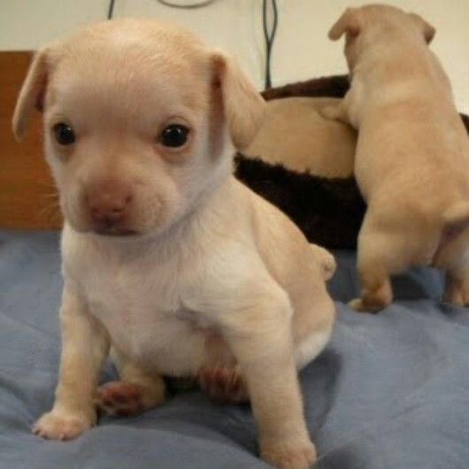 doggorevo tweet picture