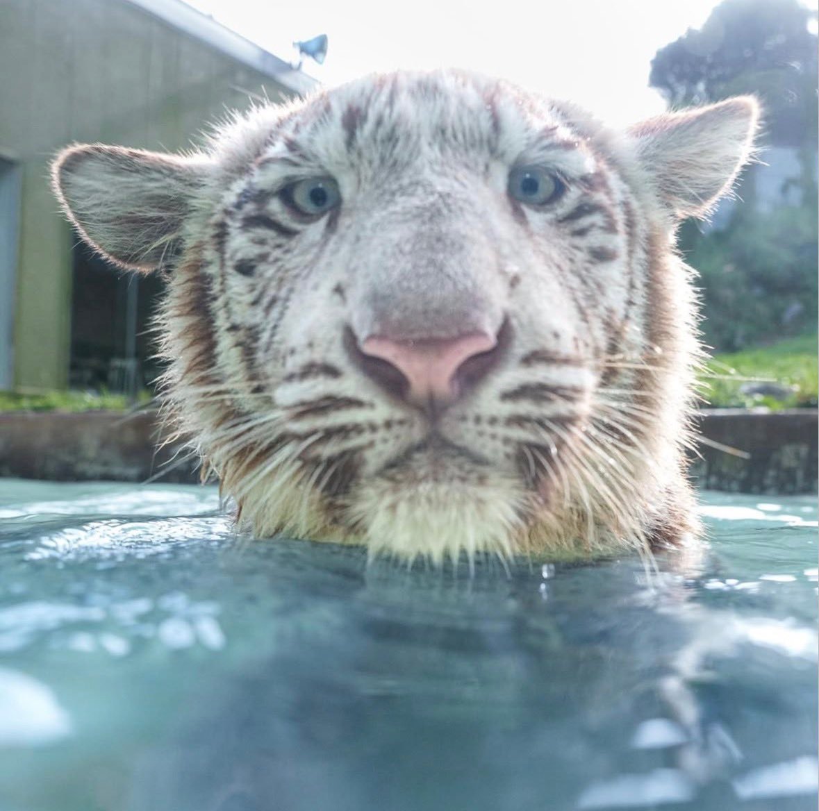 TigrisAksana's tweet photo. today is pool day https://t.co/1xAHdENsR7