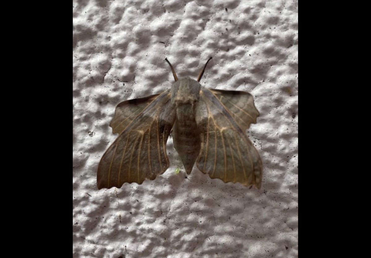 Paddy__Rice's tweet photo. #InsectThursday A pair of Red Legged Sheildbugs on today’s walk and a Poplar Hawk-Moth out of its comfort zone on a previous walk. A second Hornet joined us 5 days after the first followed by this Old Lady which was a lot harder to remove than the Hornet. https://t.co/l1wEt547un