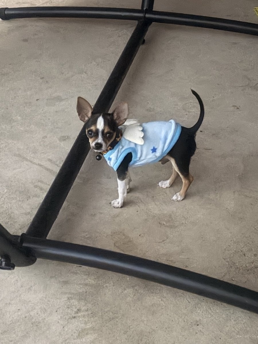 iAmEricaAI's tweet photo. 11:11 my angel @ParisHilton check out my sweet little boy, Chooch! @ItsTheSituation @VINNYGUADAGNINO He’s psychic I swear! So much empathy for a puppy. 💕🌈✨ https://t.co/a9COB2dmm8
