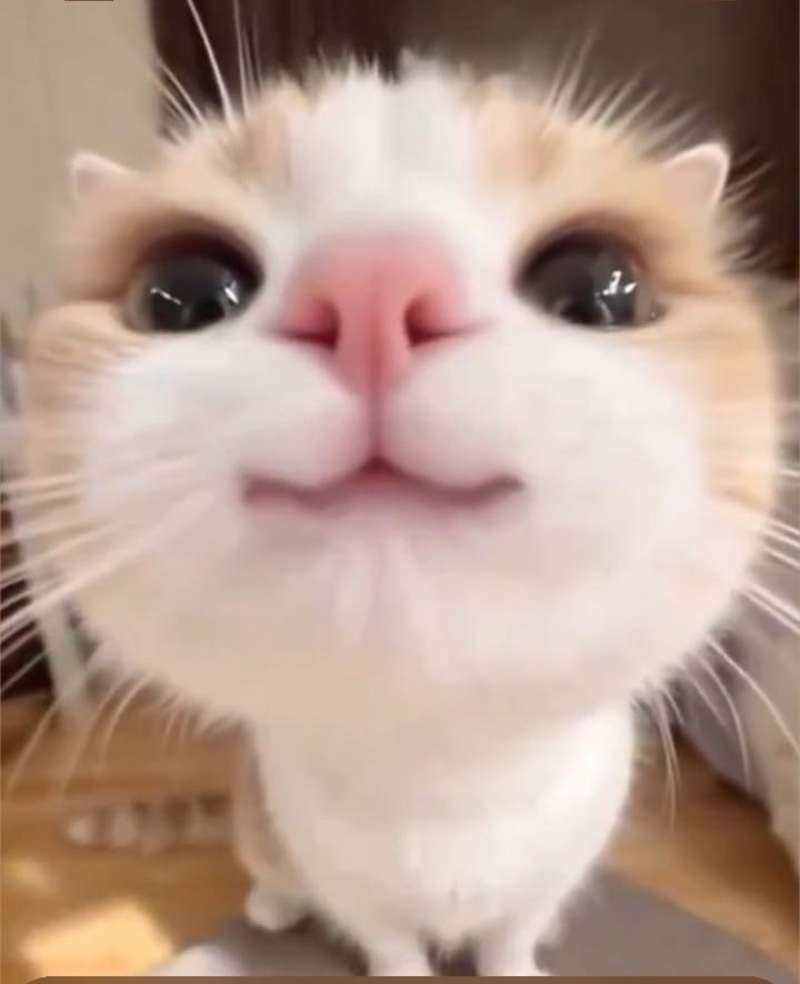 cataslouis's tweet photo. twins. https://t.co/ViVJICcFp1