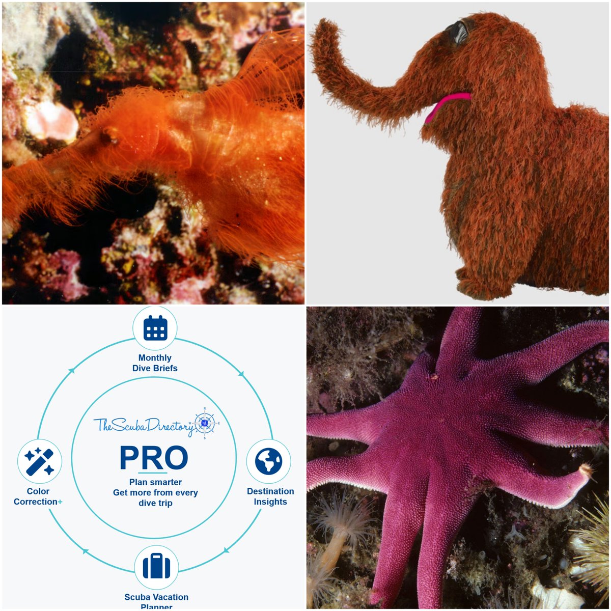 Scuba_Directory's tweet photo. The September Newsletter is here! 🤿
Catch up on what’s happening above and below the surface.
Read the September Newsletter → https://t.co/lSH1gFx5qD
#ScubaDivingMag #PADI #paditv #scubadivelife #scubadive #scubadiving #divelife #scubadivingaddicts #scuba #dive https://t.co/C5wUykdsb7