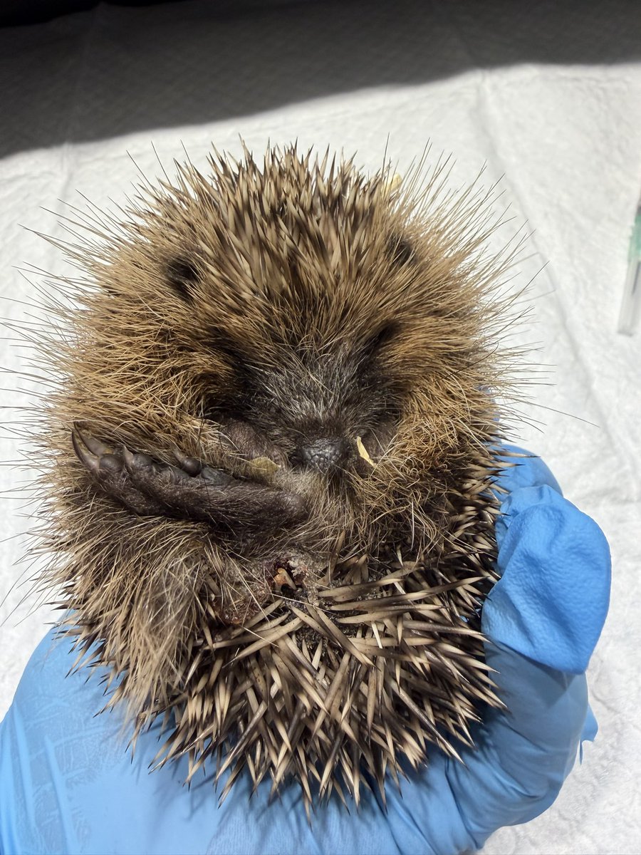 pricklelodge's tweet photo. At just 120g Selene was seen out in the day. She was hypothermic, dehydrated &amp; has a wound on her lower back. If that’s not enough Selene is teeming with painful &amp; deadly lungworm too. This poor baby has been suffering😢, we’re doing everything we can to save her precious life❤️. https://t.co/tpCWZ9c2in