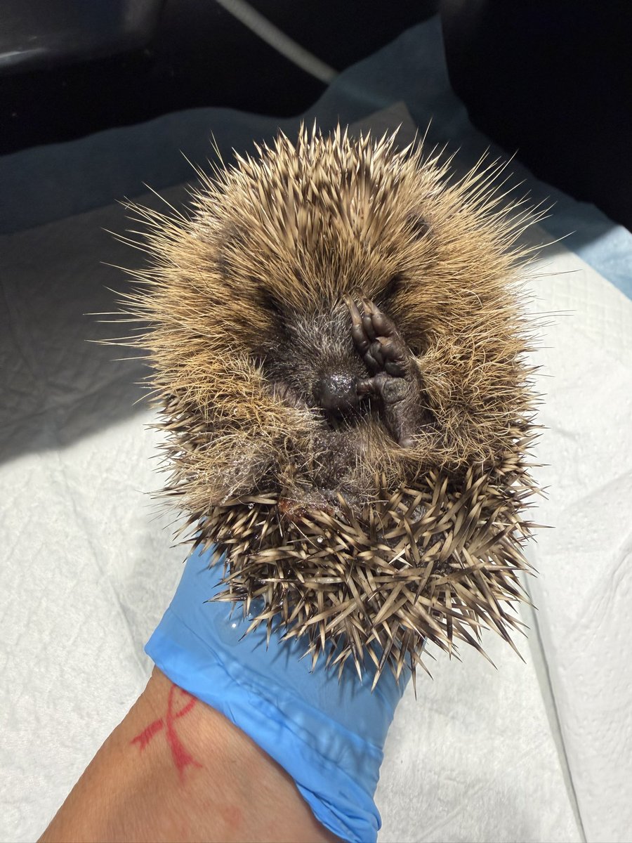 pricklelodge's tweet photo. At just 120g Selene was seen out in the day. She was hypothermic, dehydrated &amp; has a wound on her lower back. If that’s not enough Selene is teeming with painful &amp; deadly lungworm too. This poor baby has been suffering😢, we’re doing everything we can to save her precious life❤️. https://t.co/tpCWZ9c2in