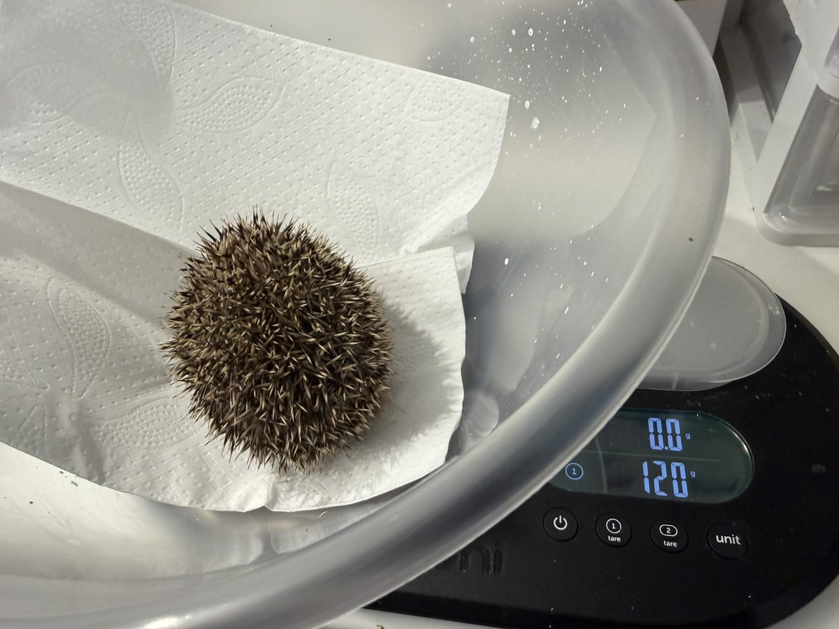 pricklelodge's tweet photo. At just 120g Selene was seen out in the day. She was hypothermic, dehydrated &amp; has a wound on her lower back. If that’s not enough Selene is teeming with painful &amp; deadly lungworm too. This poor baby has been suffering😢, we’re doing everything we can to save her precious life❤️. https://t.co/tpCWZ9c2in