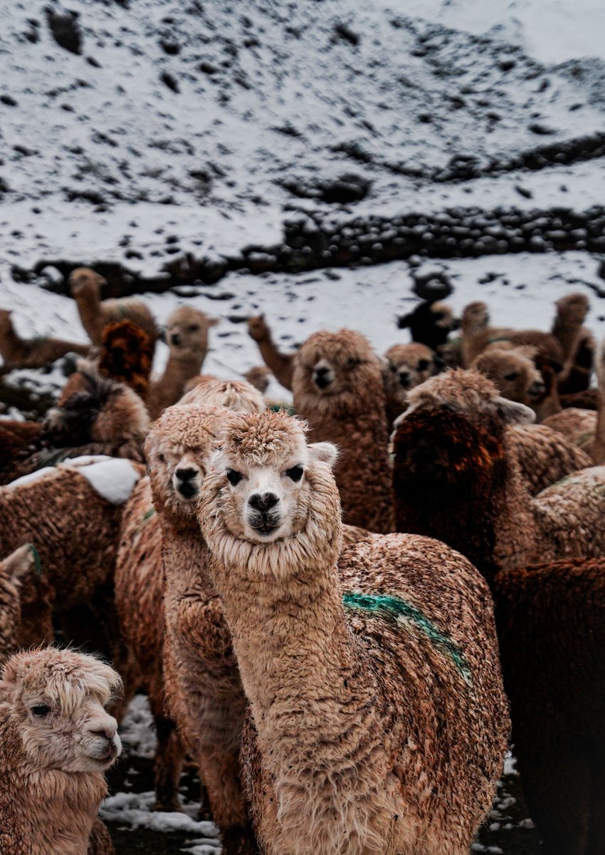 VidalExpedition's tweet photo. Trek in the high Andes mountains of Peru. The Ausangate area offers some of the most breathtaking landscapes, from snowy peaks to alpine lakes and herds of alpacas. Come with us and discover more!
https://t.co/YugRBDykwb
#trek #adventures #TravelDiaries #TouristFamily https://t.co/73xOQjhgrm