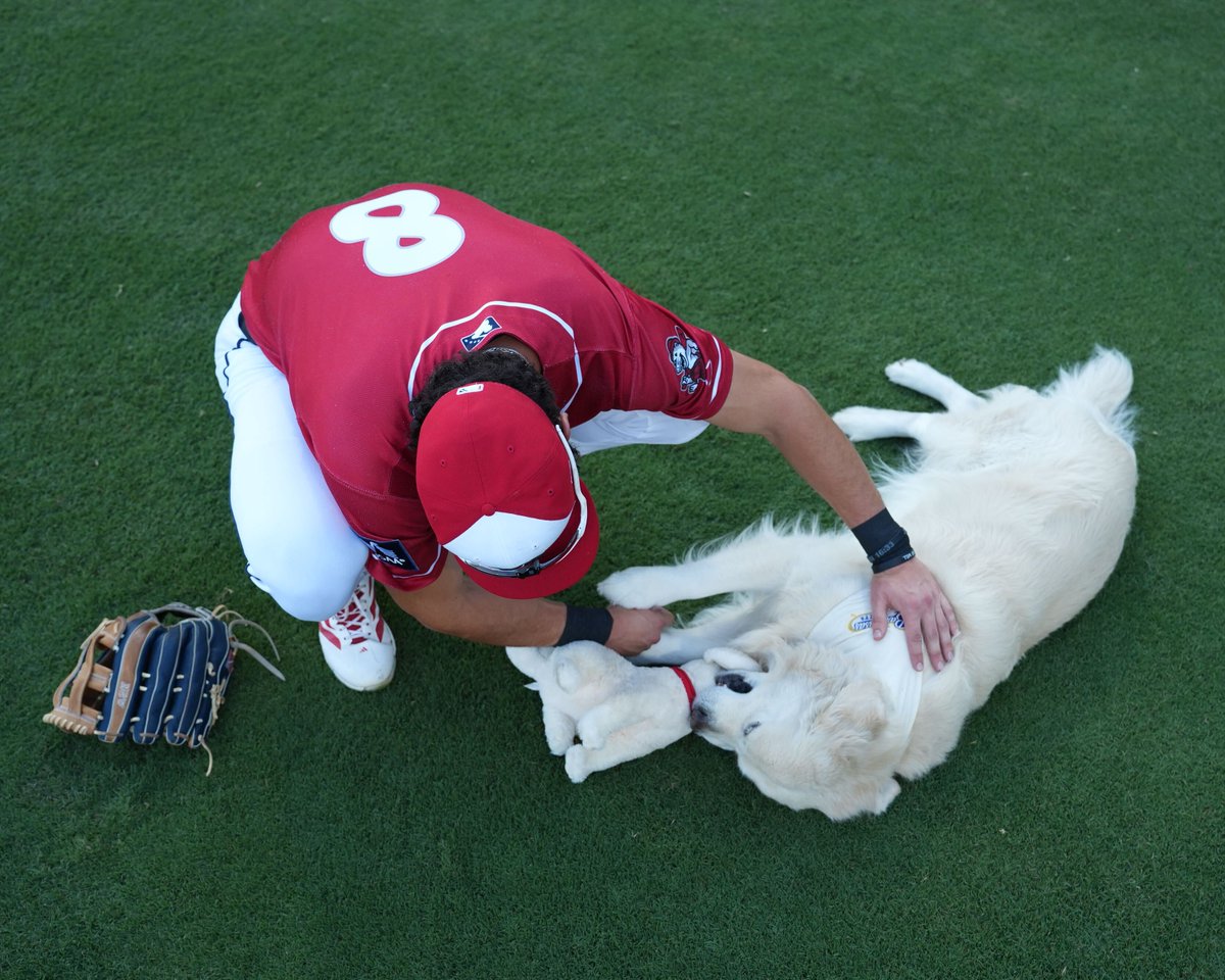MiLB's tweet photo. cancel the game, this dog needs everyone's undivided attention 🥹 https://t.co/ev1aJKNdGs
