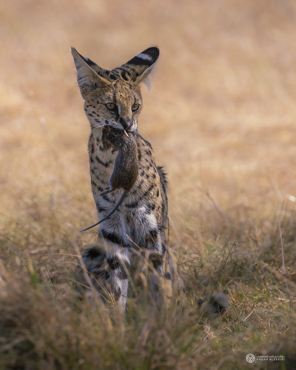 nawafjpg's tweet photo. #افتراس

#wildlife #Africa #canon https://t.co/tdds2QXb7i