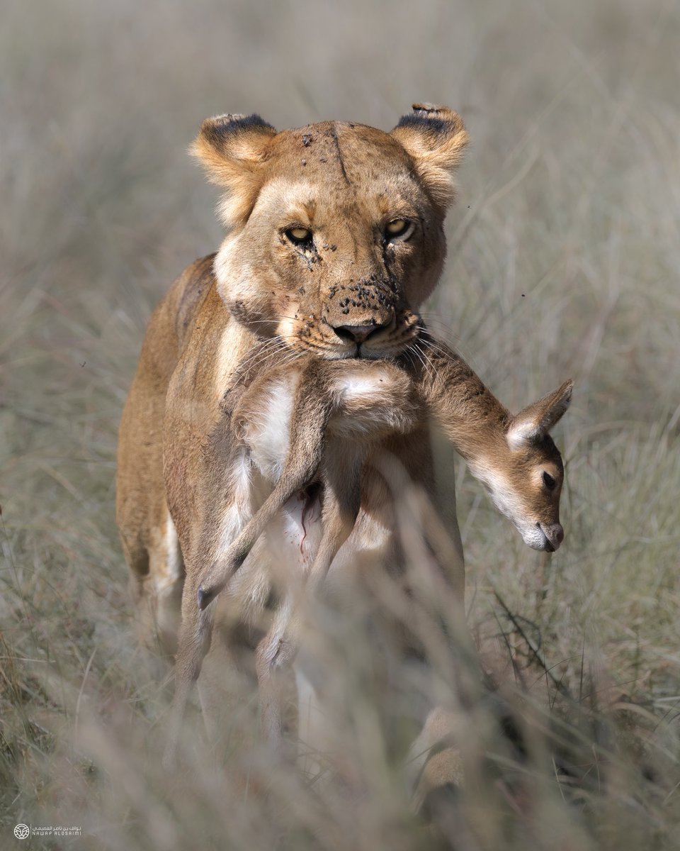 nawafjpg's tweet photo. #افتراس

#wildlife #Africa #canon https://t.co/tdds2QXb7i