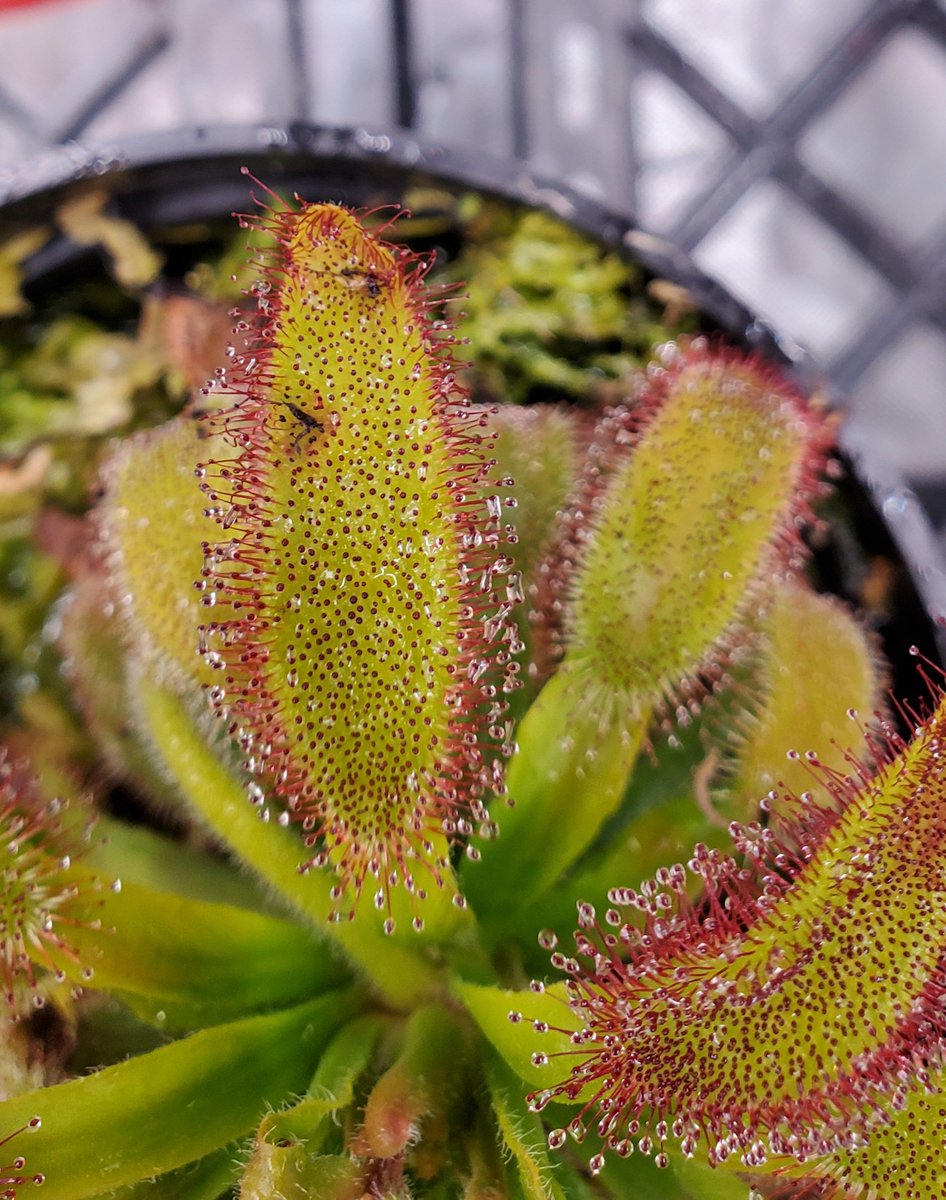TomWayne1385317's tweet photo. Recent #drosera meals https://t.co/3qyEmmb7wm